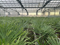 Trachycarpus fortunei (stam 20/30cm)(40x) - afbeelding 2 van  3