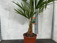 Trachycarpus fortunei (stam 20/30cm)(40x) - afbeelding 3 van  3