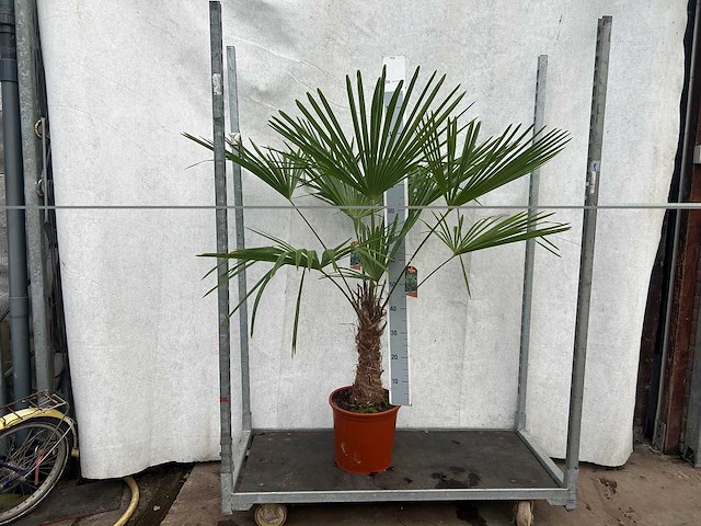 Trachycarpus fortunei (stam 40cm) (22x) - afbeelding 1 van  3