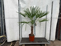 Trachycarpus fortunei (stam 40cm) (22x) - afbeelding 1 van  3