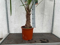 Trachycarpus fortunei (stam 40cm) (22x) - afbeelding 2 van  3