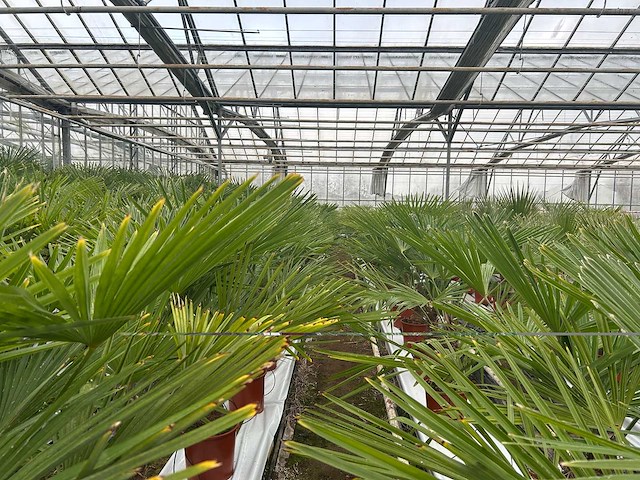 Trachycarpus fortunei (stam 40cm)(44x) - afbeelding 3 van  3