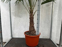 Trachycarpus fortunei (stam 50/60cm) (14x) - afbeelding 1 van  3