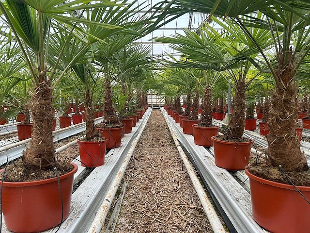 Trachycarpus fortunei (stam 50/60cm) (14x) - afbeelding 2 van  3