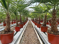 Trachycarpus fortunei (stam 50/60cm) (14x) - afbeelding 2 van  3
