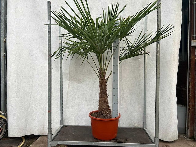 Trachycarpus fortunei (stam 50/60cm) (14x) - afbeelding 3 van  3