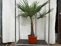 Trachycarpus fortunei (stam 50/60cm)(28x) - afbeelding 3 van  3
