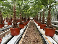 Trachycarpus fortunei (stam 70cm) (100x)