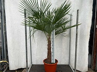 Trachycarpus fortunei (stam 70cm) (100x) - afbeelding 2 van  3
