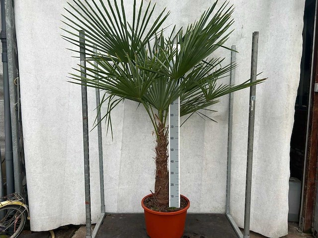 Trachycarpus fortunei (stam 70cm)(12x) - afbeelding 2 van  3