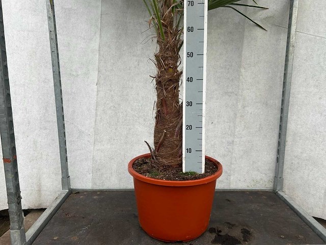 Trachycarpus fortunei (stam 70cm)(12x) - afbeelding 3 van  3