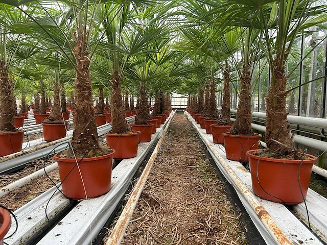 Trachycarpus fortunei (stam 70cm)(24x) - afbeelding 1 van  3