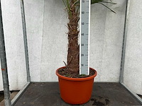 Trachycarpus fortunei (stam 70cm)(24x) - afbeelding 3 van  3