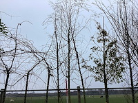 Treur berk - vormboom - afbeelding 1 van  2