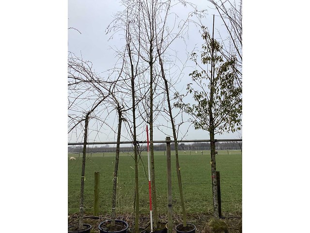 Treur berk - vormboom - afbeelding 2 van  2