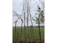 Treur berk - vormboom - afbeelding 2 van  2