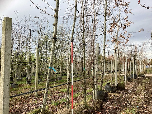 Treur beuk - vormboom - afbeelding 1 van  4