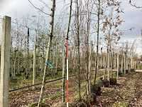 Treur beuk - vormboom - afbeelding 1 van  4