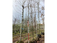 Treur beuk - vormboom - afbeelding 2 van  4