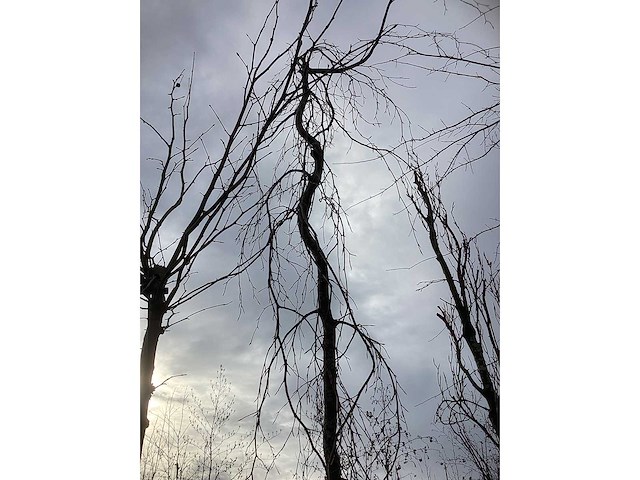 Treur beuk - vormboom - afbeelding 3 van  4