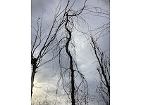 Treur beuk - vormboom - afbeelding 3 van  4