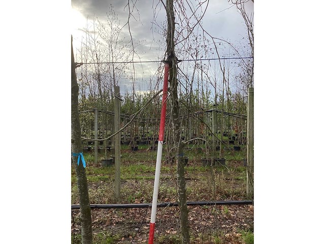 Treur beuk - vormboom - afbeelding 4 van  4