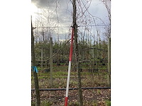 Treur beuk - vormboom - afbeelding 4 van  4