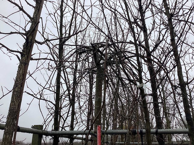 Treur beuk - vormboom - afbeelding 1 van  3