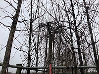 Treur beuk - vormboom - afbeelding 1 van  3