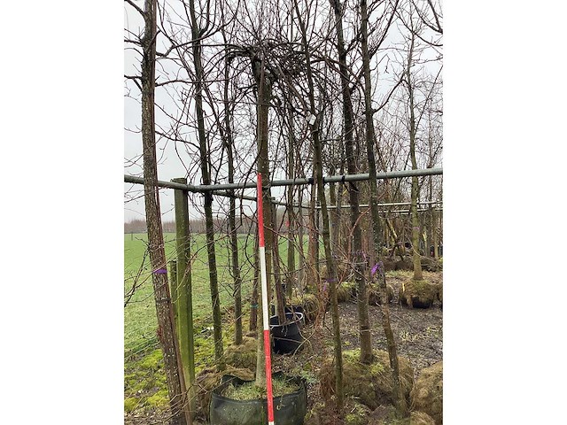 Treur beuk - vormboom - afbeelding 2 van  3