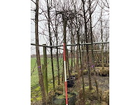 Treur beuk - vormboom - afbeelding 2 van  3