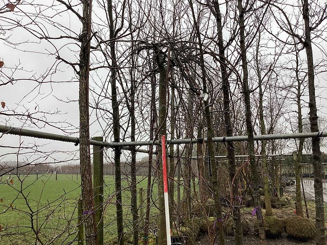 Treur beuk - vormboom - afbeelding 3 van  3