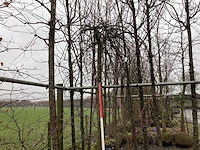 Treur beuk - vormboom - afbeelding 3 van  3