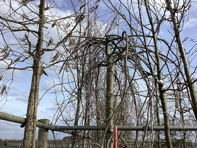 Treur kers - vormboom - afbeelding 1 van  2