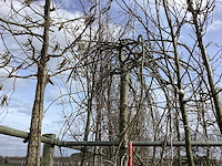 Treur kers - vormboom - afbeelding 1 van  2