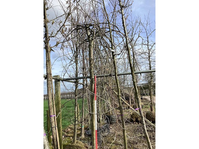 Treur kers - vormboom - afbeelding 2 van  2