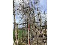 Treur kers - vormboom - afbeelding 2 van  2