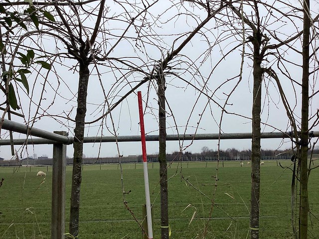 Treur sierkers - sierboom - afbeelding 1 van  2