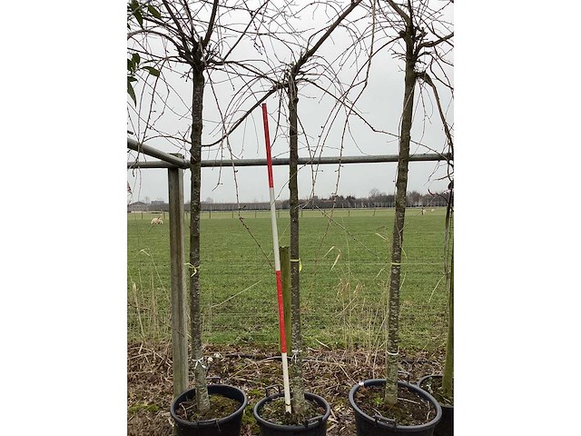 Treur sierkers - sierboom - afbeelding 2 van  2