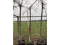 Treur sierkers - sierboom - afbeelding 2 van  2