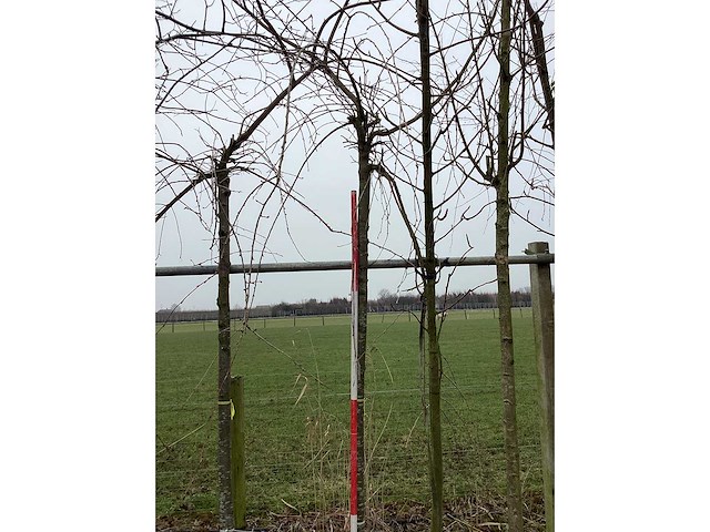 Treur sierkers - sierboom - afbeelding 1 van  2