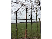 Treur sierkers - sierboom