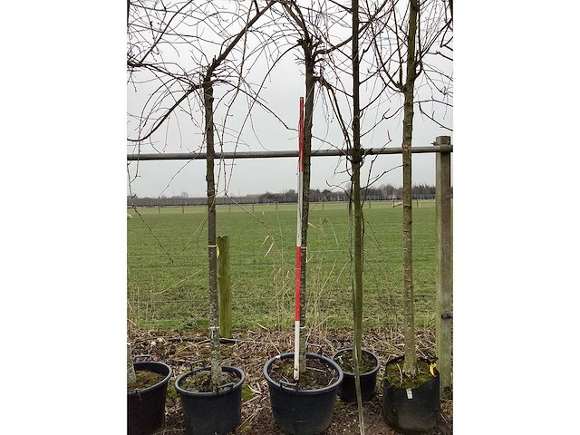 Treur sierkers - sierboom - afbeelding 2 van  2