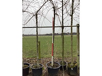 Treur sierkers - sierboom - afbeelding 2 van  2