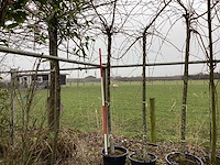 Treur sierkers - vormboom