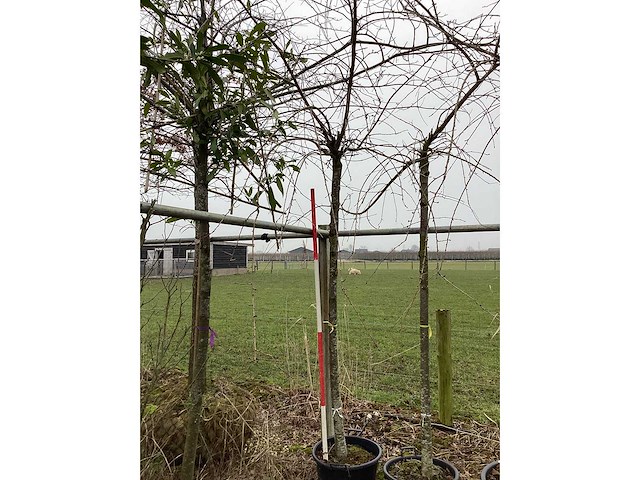 Treur sierkers - vormboom - afbeelding 2 van  2