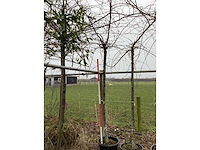 Treur sierkers - vormboom - afbeelding 2 van  2