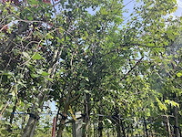 Treursierberk - sierboom - afbeelding 3 van  3