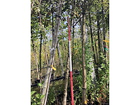 Treursierberk - sierboom - afbeelding 2 van  3