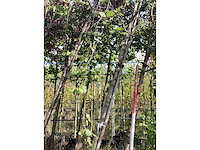 Treursierberk - sierboom - afbeelding 1 van  3